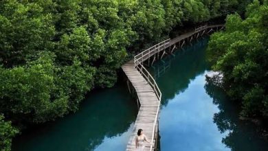 Photo of Bumdes Seliki Berencana Ambil Alih Pengelolan Mangrove Provinsi, Untuk Kembangakan Wisata 