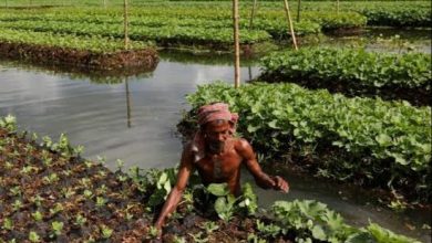 Photo of Selaras Dengan Pemkab, Desa Jembayan Juga Kembangkan Sektor Pertanian