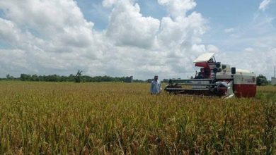 Photo of Kecamatan Tenggarong Sebrang Masuk Dalam Kawasan Pertanian Terintegrasi Kukar.
