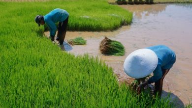 Photo of Desa Loh Sumber Raih Status Mandiri: Melawan Kemiskinan dan Stunting