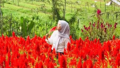 Photo of Desa Tani Bhakti Bertransformasi Menjadi Destinasi Agrowisata Terkemuka