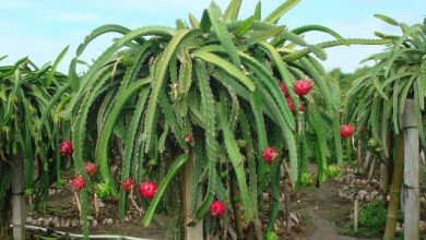Photo of Kebun Buah Naga Loa Janan Kukar: Panen Berlimpah Sepanjang Tahun