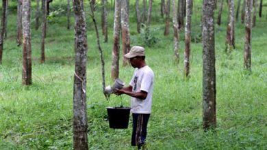 Photo of BUMDes Bana Nusa Raih Sukses dalam Pengelolaan Perkebunan Karet di Desa Perangat Selatan