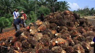 Photo of Kukar Tingkatkan Produktivitas Perkebunan dengan Bantuan ke Kelompok Tani
