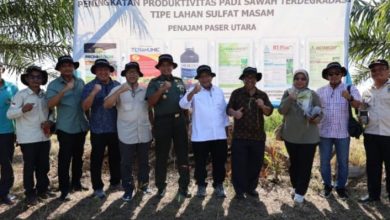 Photo of Inovasi Teknologi Budidaya Padi di Lahan Sulfat Masam Babulu: ABI Dorong Produktivitas Pertanian