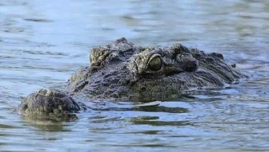 Photo of Pesisir Kaltim Antara Pesona Dan Ancaman Satwa Liar