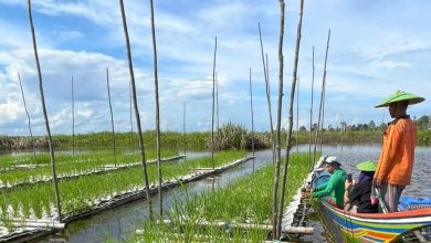 Photo of Inovasi Pertanian Sawah Apung, Solusi Desa Bukit Layang Atasi Tantangan Ketahanan Pangan