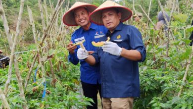 Photo of Mengenal Kampung Raja Mapan, Inovasi Pertanian di Handil Baru Kukar