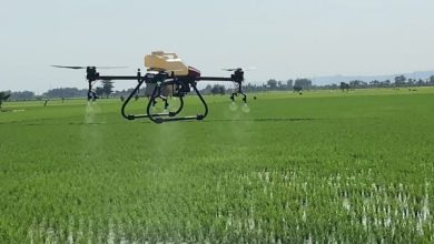 Photo of Desa Sebemban Raksasa Pertanian dengan Lahan Terluas di Muara Wis Kukar