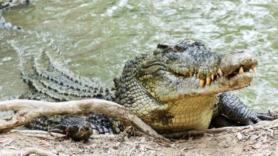 Photo of Serangan Satwa Buas Di Kutim Masih Kerap Terjadi, DPRD Kaltim Harap Masyarakat Patuhi Aturan Pemerintah
