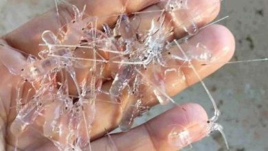 Photo of Hatchery di Muara Badak Diharapkan Bangkitkan Ekonomi Pesisir Kukar