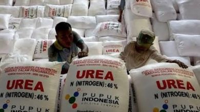 Photo of Timbulnya Penyelewengan Distribusi Pupuk, Yenni Tekan Pengawasan Serius Dari Pemerintah