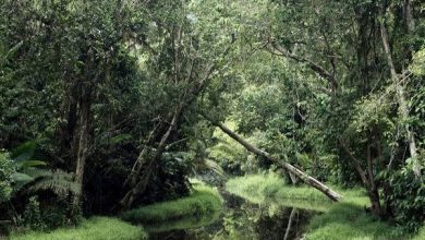 Photo of Pemamfaatan Sungai Wain Untuk Kebutuhan Air Bersih Balikpapan, Damayanti Sebut Ada Dilematis Serius