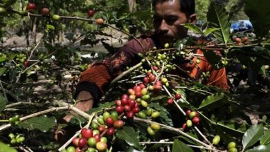Photo of Ayub Dukung Pengembangan Kopi Lokal, Sebut Harapan Baru Bagi Sektor Perekonomian