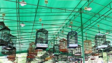 Photo of Bagus Sambut Positif Kejuaraan Burung Berkicau, Sebut Olahraga Masyarakat Perlu Didukung