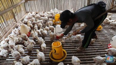 Photo of Peternak Ayam Alami Kendala Pasar, Firnadi Sebut Progam MBG Jadi Salah Satu Saran