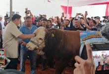 Photo of Wamentan Sudaryono Harapkan Sapi Betina Produktif Untuk Tidak Disembelih Saat Idul Adha