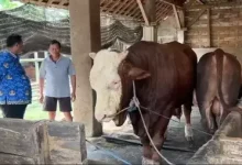 Photo of Prabowo Salurkan 13 Sapi Kurban Jumbo untuk Kaltim dan IKN