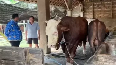 Photo of Prabowo Salurkan 13 Sapi Kurban Jumbo untuk Kaltim dan IKN