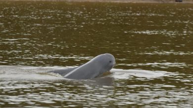 Photo of Dispar Kaltim Susun Pola Wisata Berbasis Pesut Mahakam, Libatkan Pengetahuan Warga Lokal