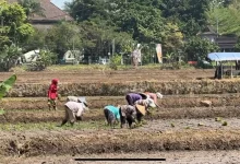 Photo of 654 Hektare Lahan Pertanian Samarinda Terdampak Kekeringan, Petani Mulai Diingatkan Ancaman Pergeseran Musim Tanam