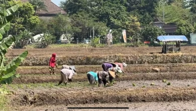 Photo of 654 Hektare Lahan Pertanian Samarinda Terdampak Kekeringan, Petani Mulai Diingatkan Ancaman Pergeseran Musim Tanam
